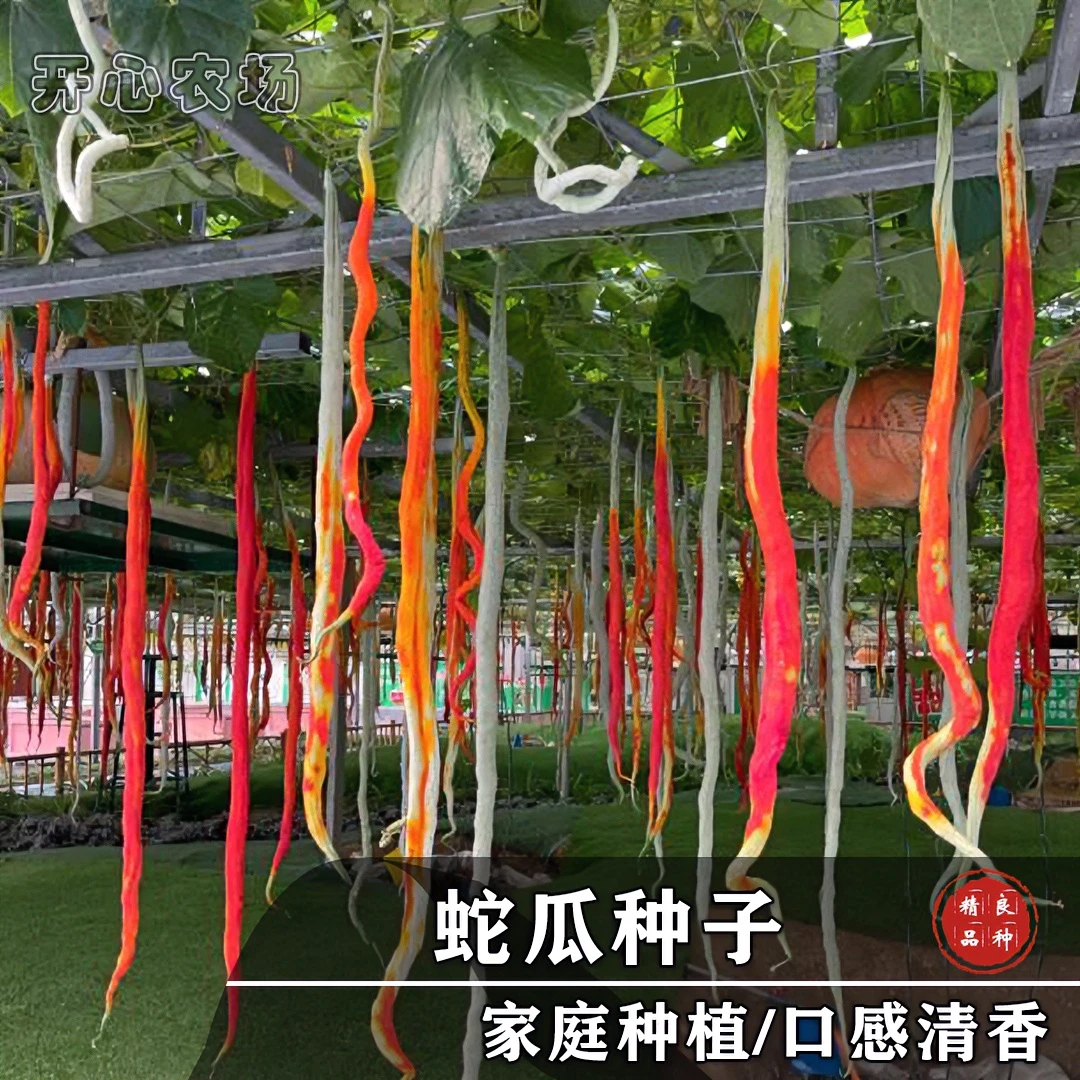 蛇瓜种子（蛇豆）特长可观赏性家庭小院种植瓜果蔬菜春季简单种苗