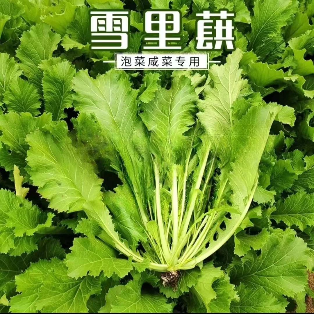 （雪里蕻种子）雪菜咸菜蔬菜种农家秋季冬天种植酸菜咸菜种子