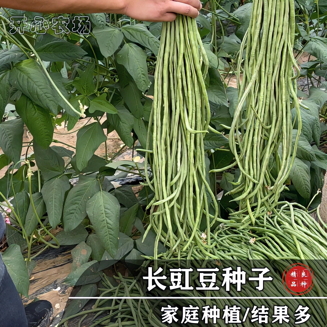 农家特长架豆角种子（长豇豆）条粗肉厚老品种小院种植蔬菜浇水