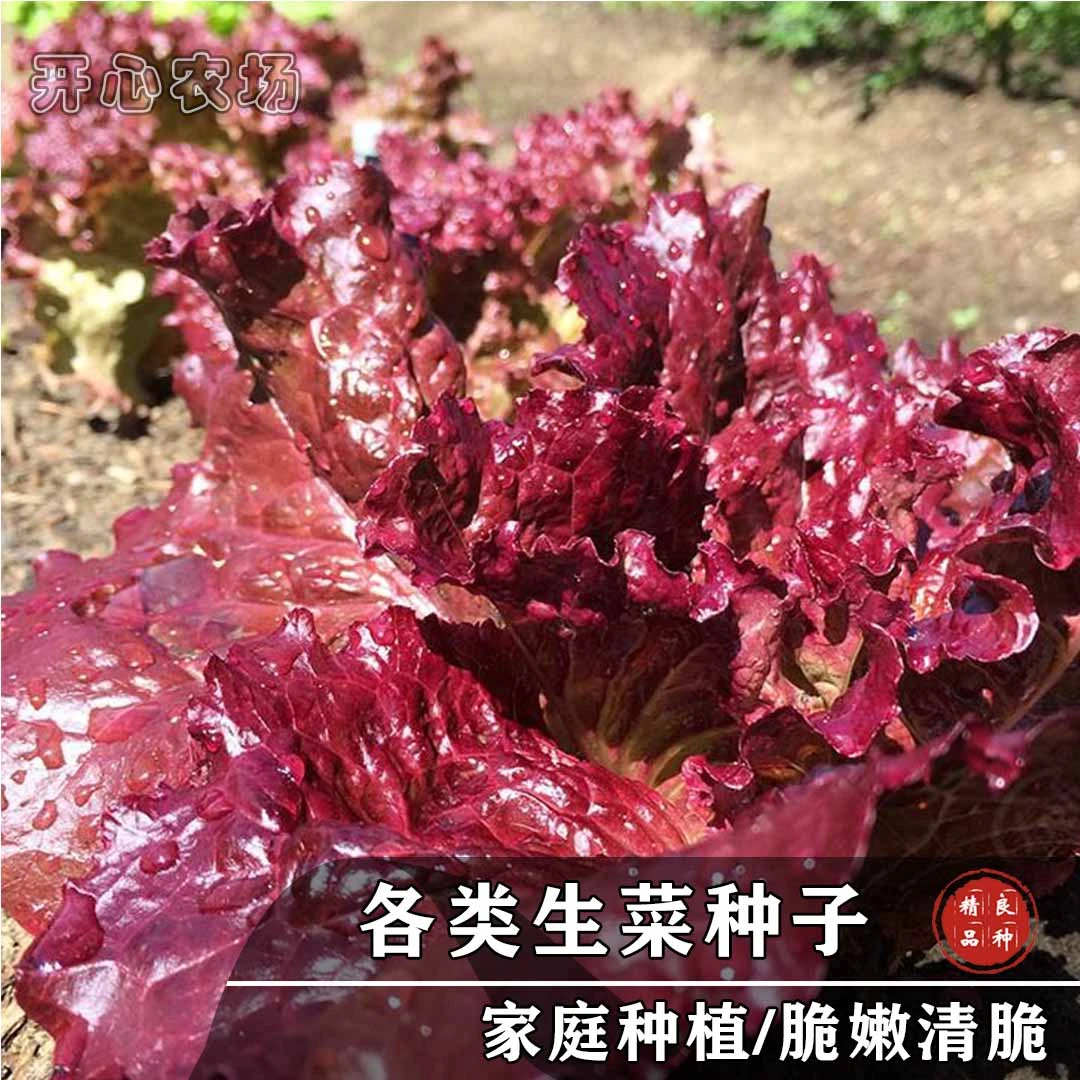 各类生菜种子大全可水培阳台盆栽家庭小院种植春季种苗简单栽培