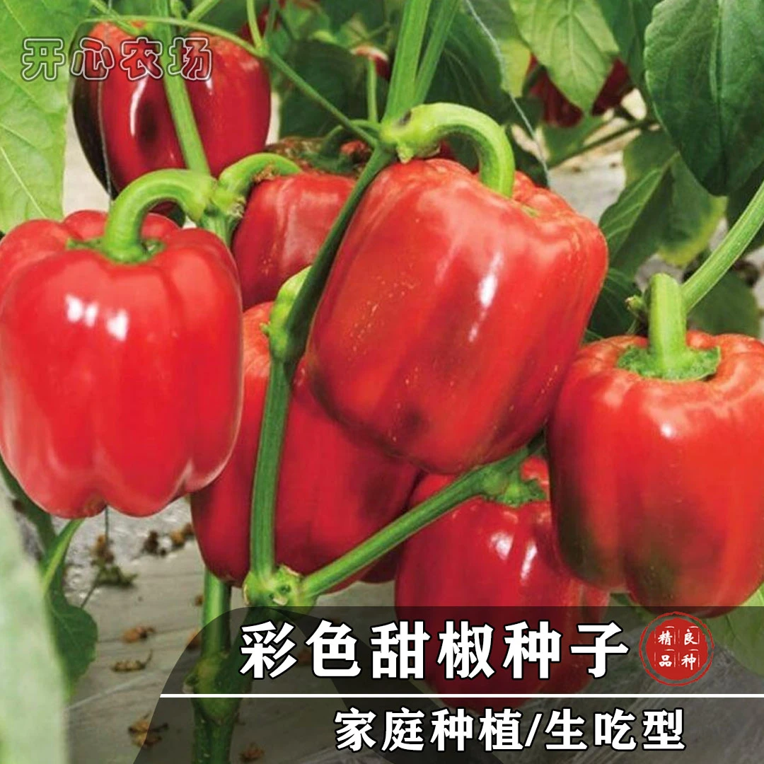 彩色甜椒种子辣椒种籽种子阳台盆栽小甜椒椒蔬菜种子简单春季鲜艳