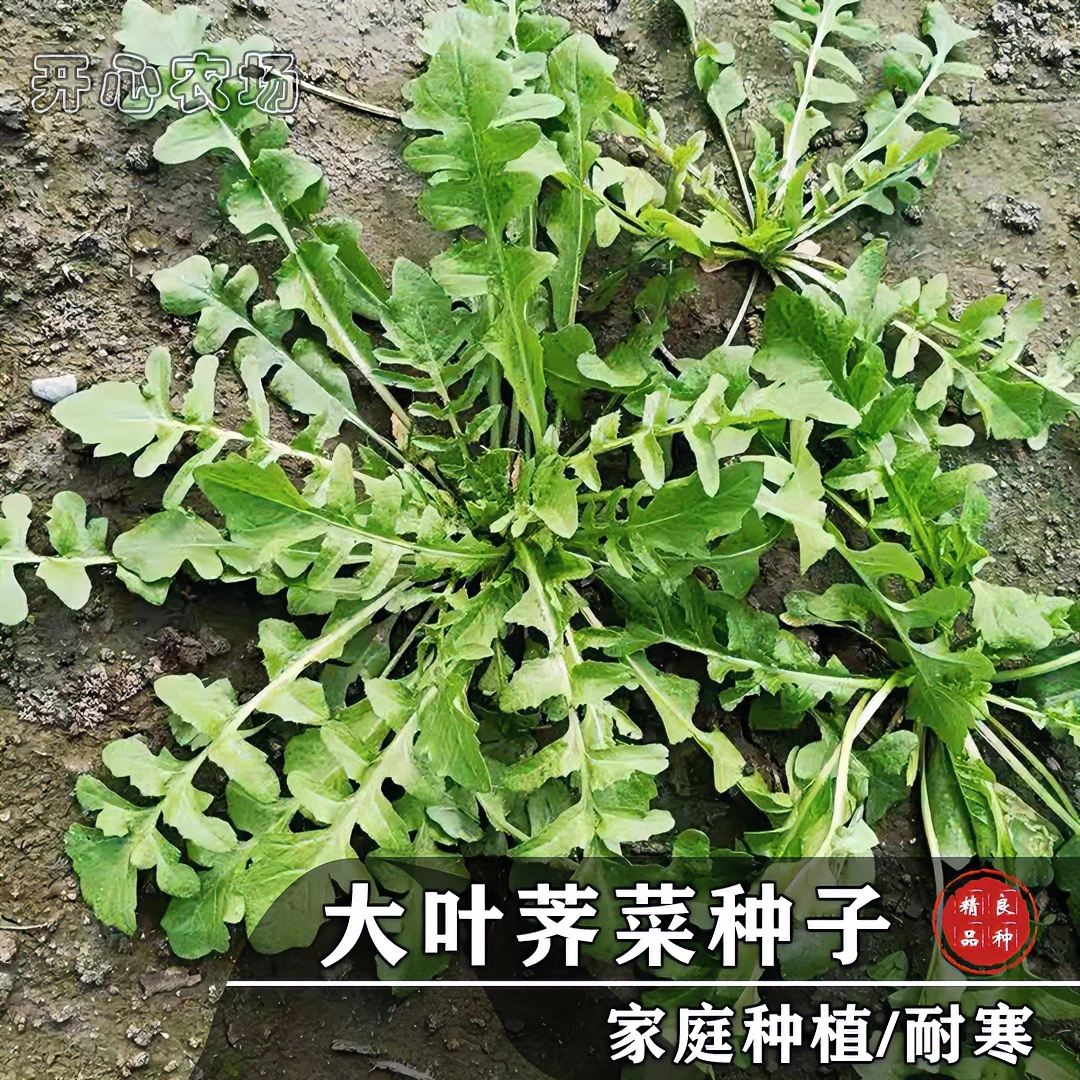 野菜荠菜种子室内室外种植家庭小院阳台盆栽野菜蔬菜种苗高产春季