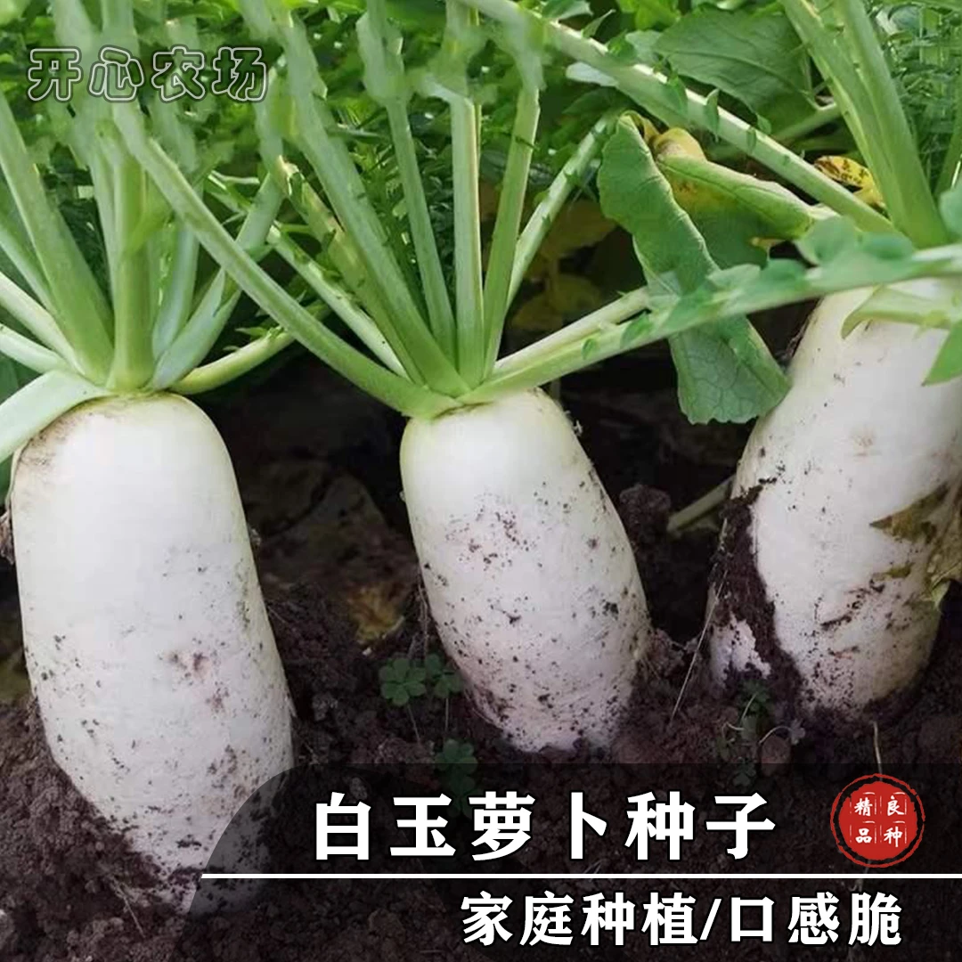 白萝卜种子家庭小院春秋种植蔬菜萝卜种苗播种简单白皮