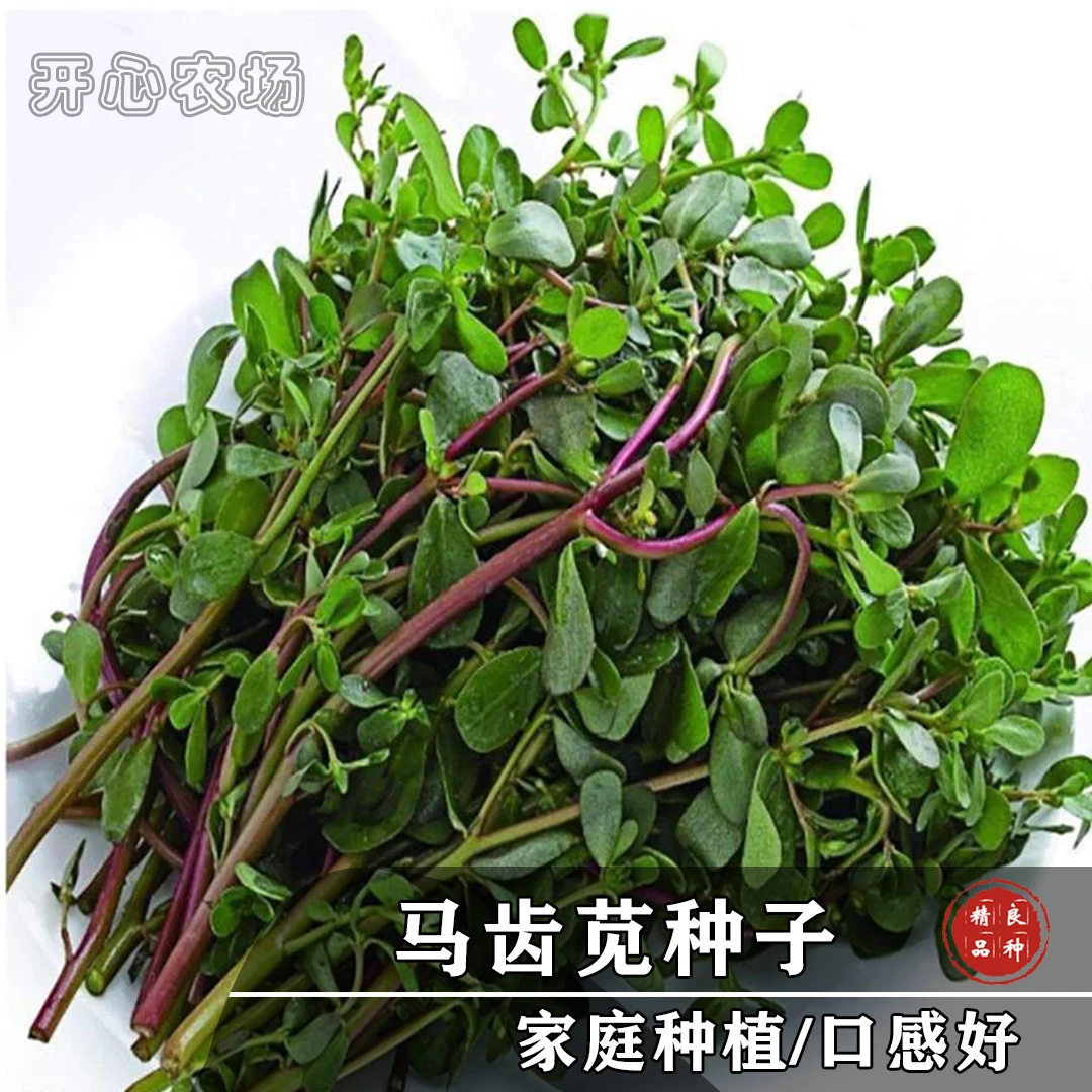 马齿苋种子马蚱菜阳台盆栽家庭小院种植蔬菜简单绿色多年生播种