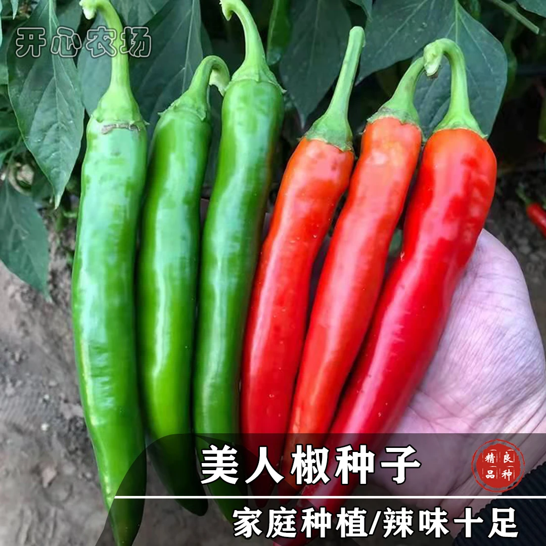 美人椒种苗种子家庭小院种植蔬菜瓜果简单四季春季生长期