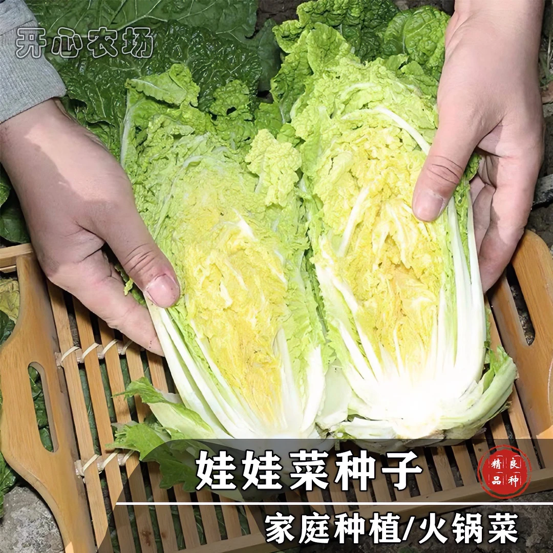 娃娃菜种子家庭阳台小院种植娃娃菜种子春季金黄蔬菜简单种苗播种