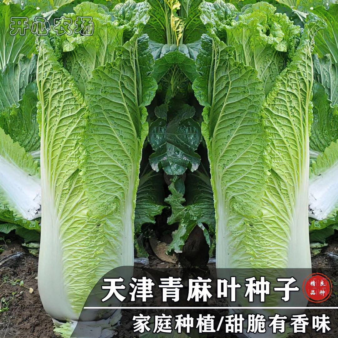 津绿60天津青麻叶大白菜家庭小院种植青菜大白菜杂交简单春季播种
