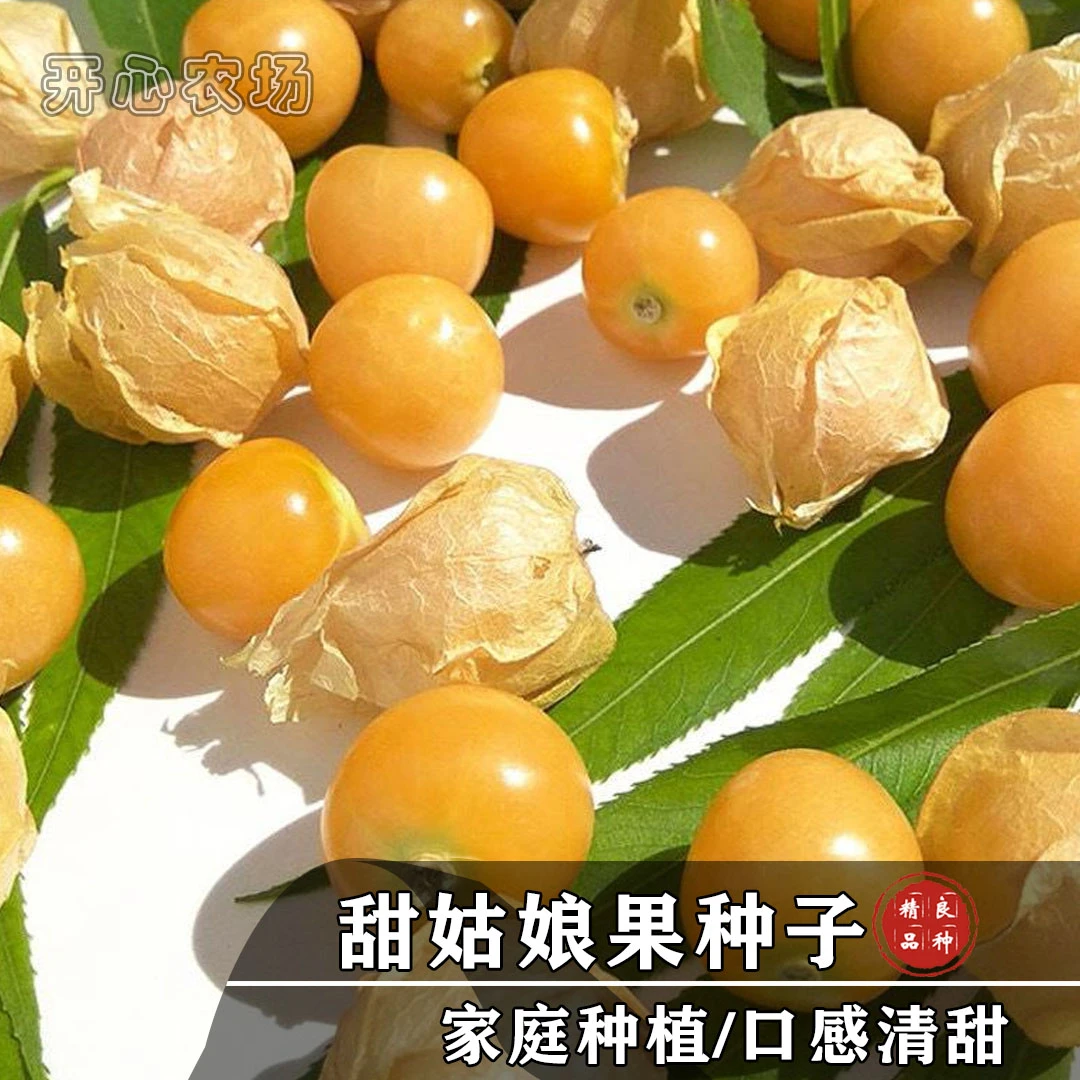 甜姑娘果种子东北姑娘果家庭阳台小院种子简单四季播种