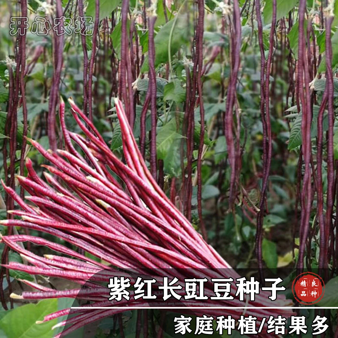 紫红豇豆种子春秋紫色长豆角种子简单高产耐热四季种植蔬菜豆类