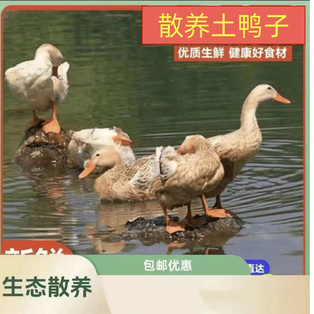 农家散养鸭子整只不带翅不带爪鸭子两只约5斤烤鸭啤酒鸭红烧炖汤