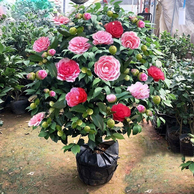 四季茶花树苗带花苞盆栽耐寒花卉植物室内绿植开花不断五色赤丹