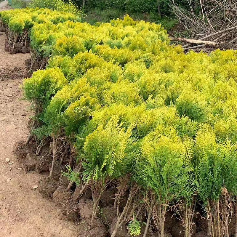 洒金柏树苗 盆景素材 洒金柏苗 松柏苗木 盆栽花卉庭院绿化植物