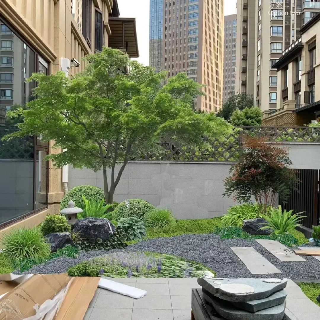 鸡爪槭小叶鸡爪槭树苗原生苗鸡爪枫树苗庭院风景树苗四季常青绿