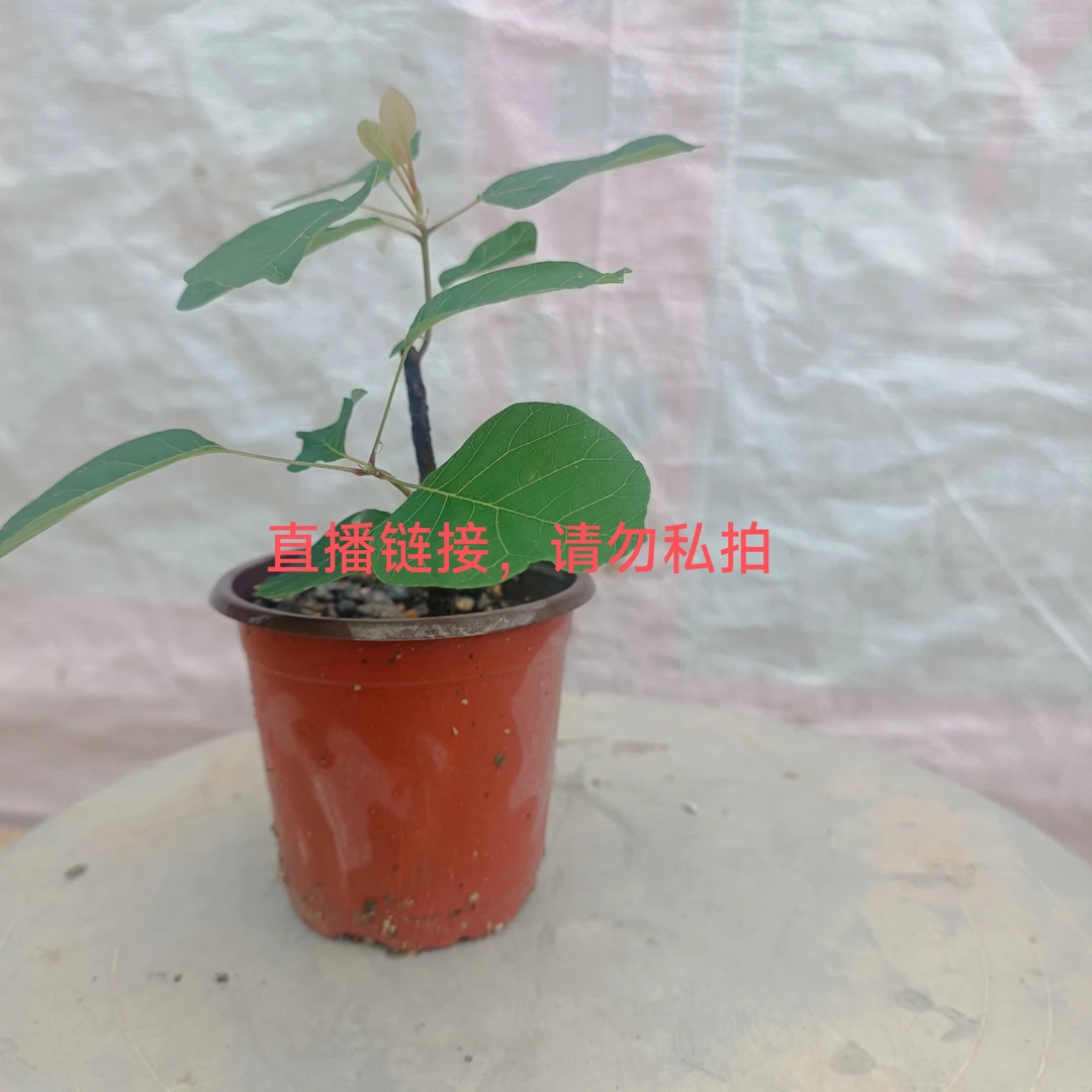 黄栌。阳台微盆栽，茶台小品。秋天赏红叶，平时赏老桩。