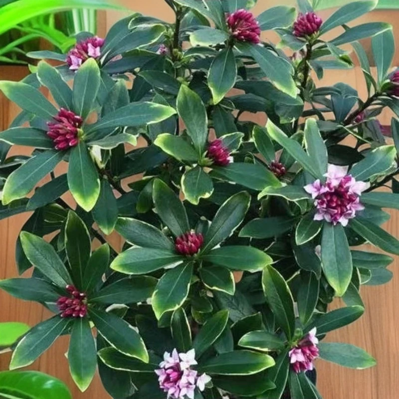 耐寒金边瑞香室内盆栽花卉盆栽浓香绿植四季带花苞阳台太阳花花卉