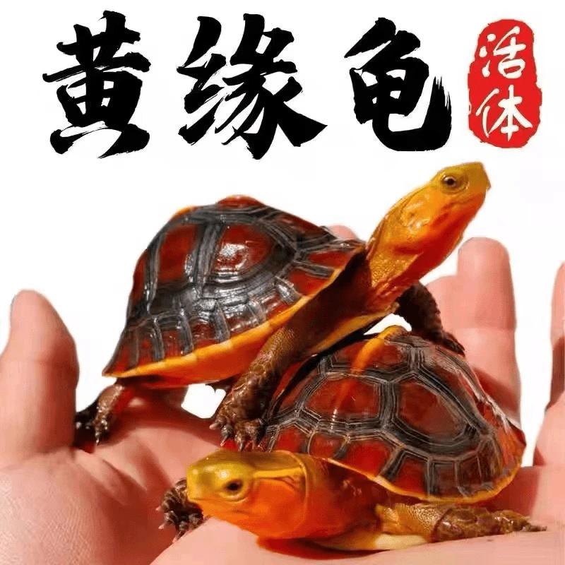 (直播选龟）人工养殖黄缘闭壳龟观赏龟