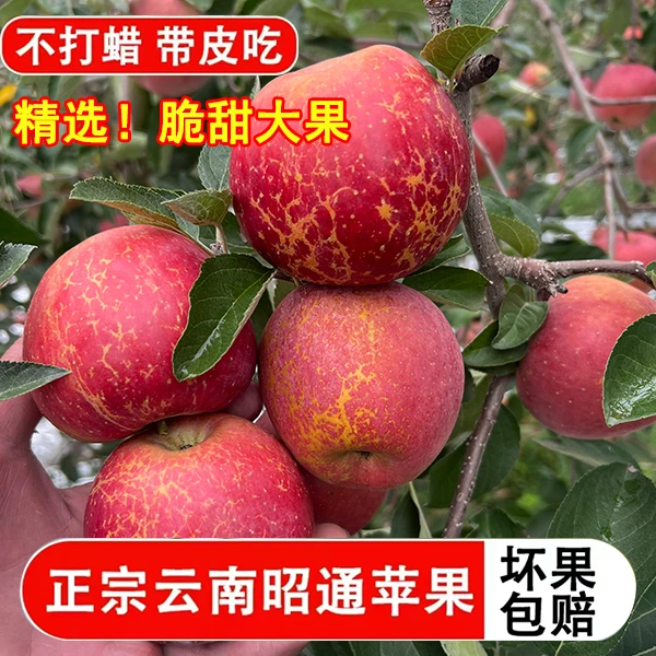 正宗云南昭通冰糖心丑苹果产地直发应季新鲜水果脆甜多汁现摘现发