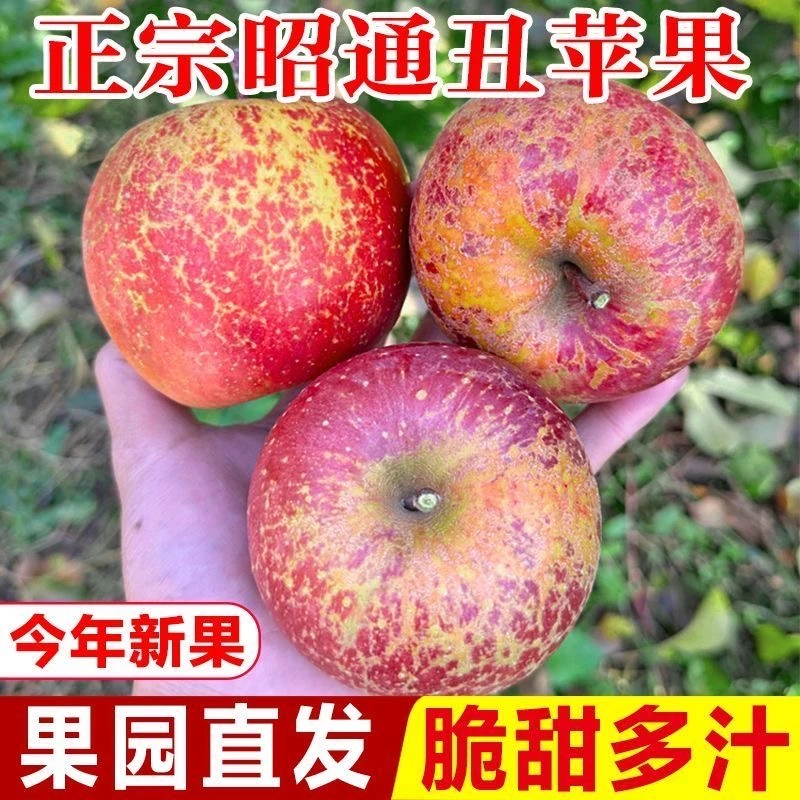 正宗云南昭通冰糖心丑苹果脆甜多汁现摘现发新鲜水果自然包邮
