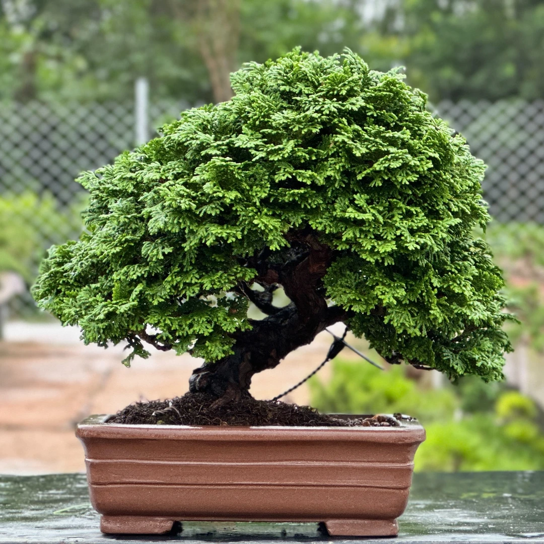 原盆进口连山桧盆栽