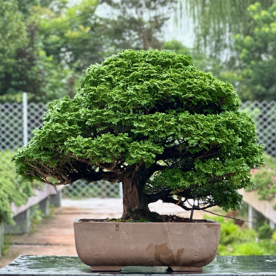 日本连山桧盆栽原盆进口