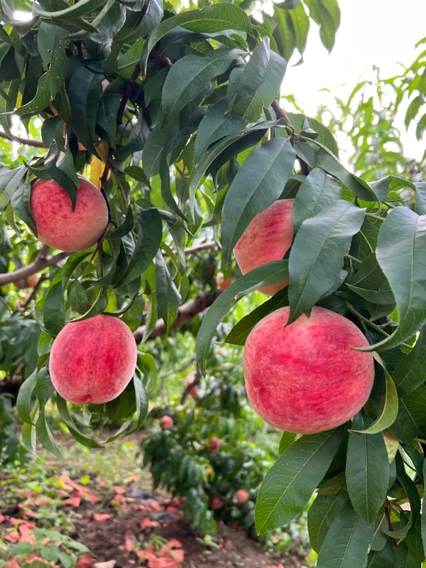 平谷大桃水蜜桃礼盒装，现摘现发，顺丰/京东