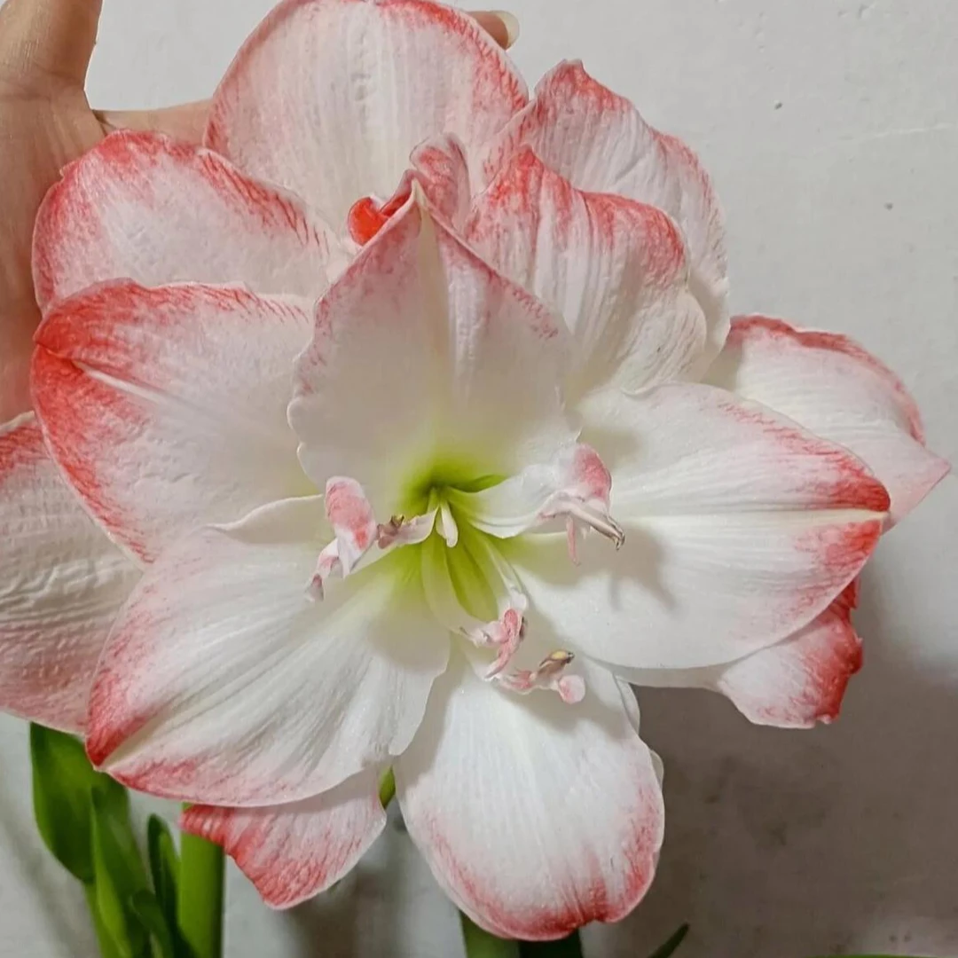 双王/双皇朱顶红种球