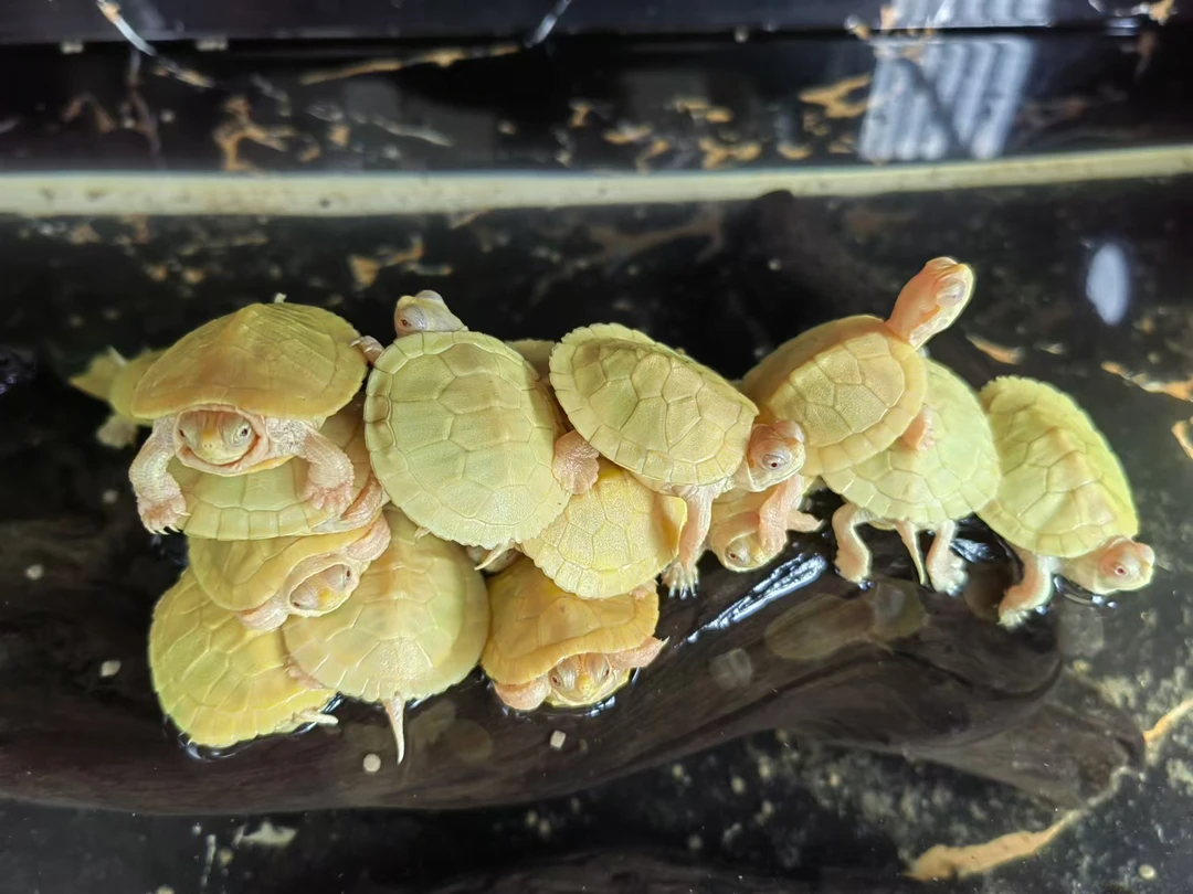 宠物，剃刀，果核，