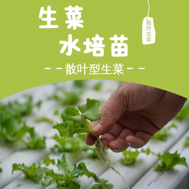 生菜水培苗 散叶型生菜 意大利生菜