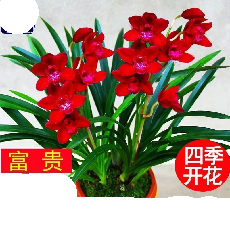 四季开花【富贵仙子】浓香型兰花苗室内外耐寒耐热花卉绿植