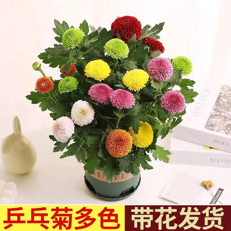 乒乓菊盆栽四季开花带花苞混色大盆菊花苗好养室内阳台花卉绿植物