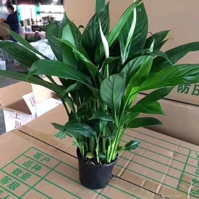 【白掌】一帆风顺盆栽绿植水培花卉植物办公室内四季开花好养饱满