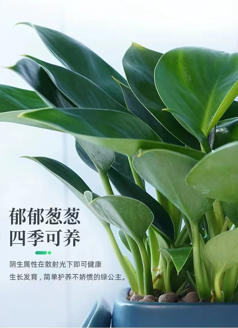 【金钻】绿公主 盆栽招财植大叶金钻四季常青吸甲醛净化空气绿植