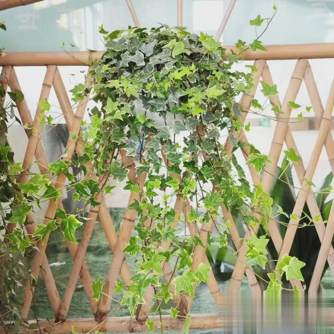 【金边常春藤】盆栽植物室内垂钓兰吸除甲醛四季长青叶长青藤绿植