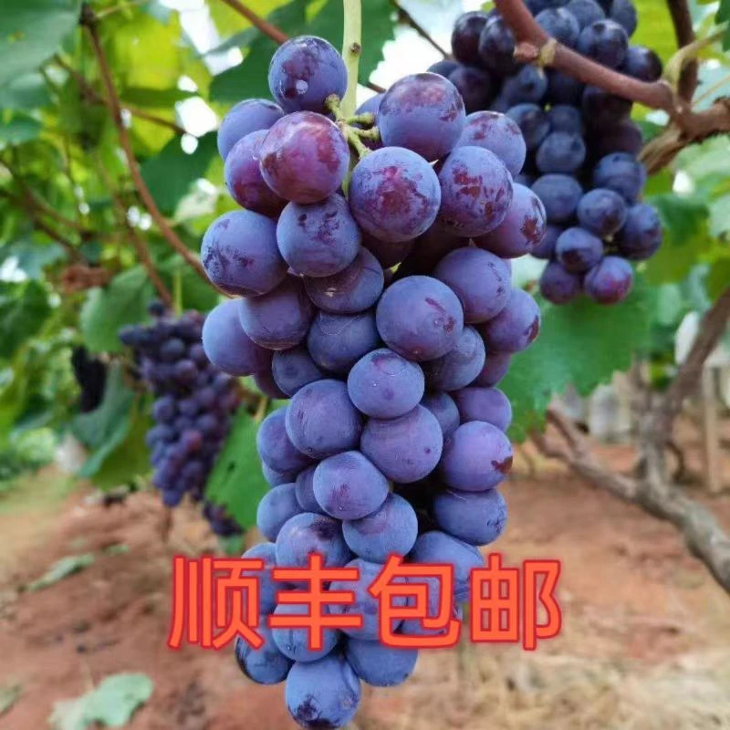 湖南耒阳金南巨峰葡萄黑葡萄新鲜葡萄顺丰包邮时令水果现摘现发