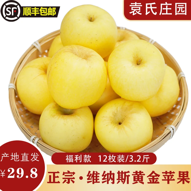 甘肃庆阳维纳斯黄金苹果/生态种植