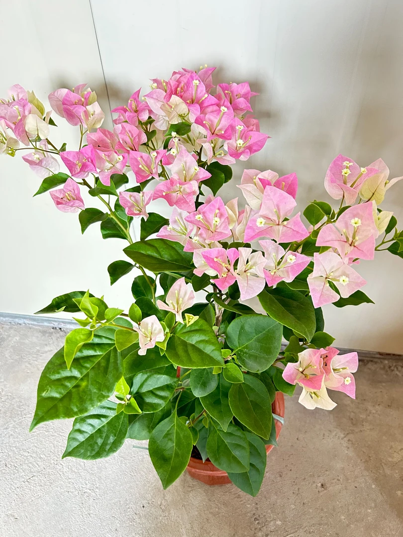 【绿樱】三角梅土壤盆栽花卉阳台庭院爬藤花卉耐晒带花新鲜原土发货