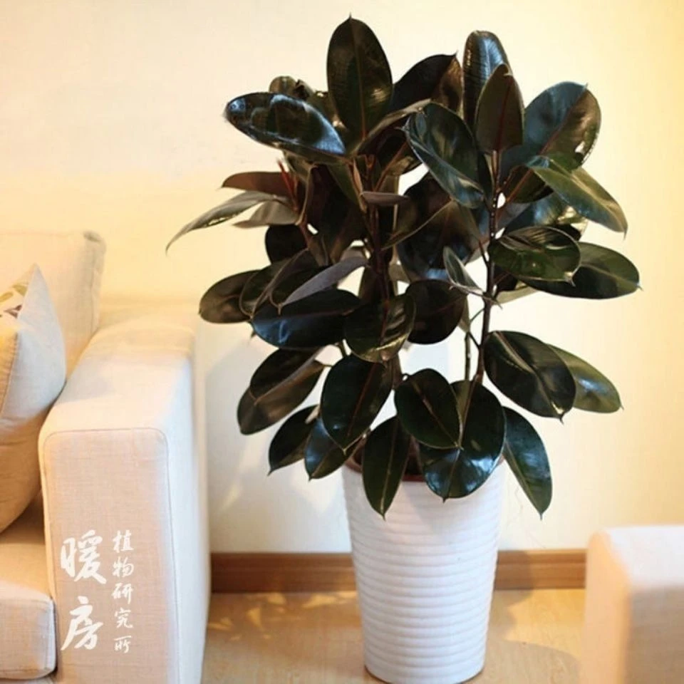 橡皮树黑金刚盆栽室内客厅阳台四季常青好养盆景花卉绿植北欧尺寸