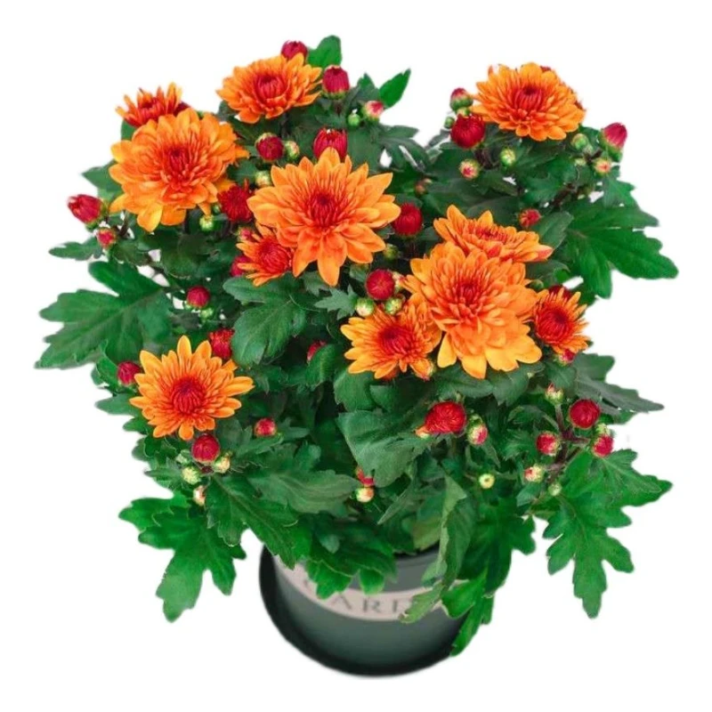 菊花盆栽带花苞荷兰菊花苗四季开花室内外阳台绿植花卉乒乓菊秋菊
