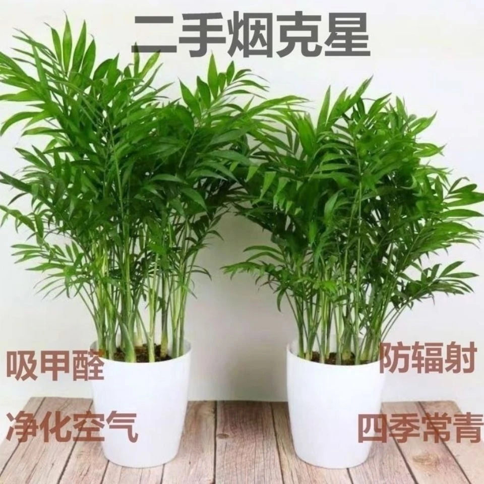 散尾葵大型绿植凤尾竹室内绿植大型绿植盆栽净化空气去甲醛绿植