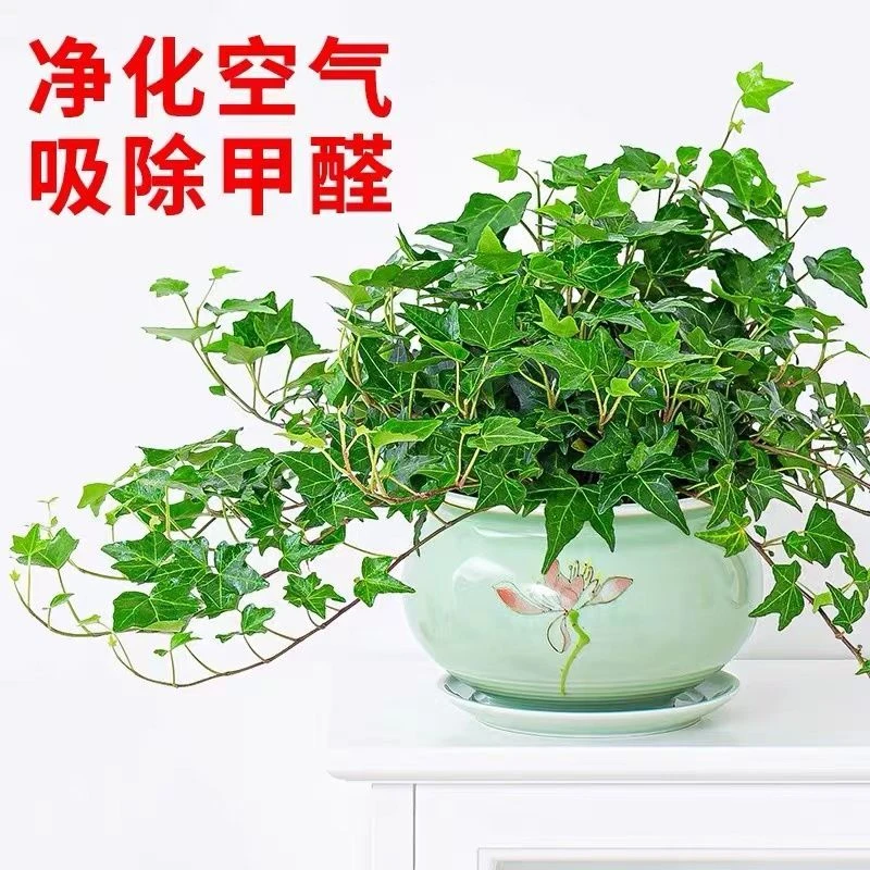 常春藤盆栽好养植物室内垂吊兰长春藤吸甲醛水培爬藤挂常青藤绿植
