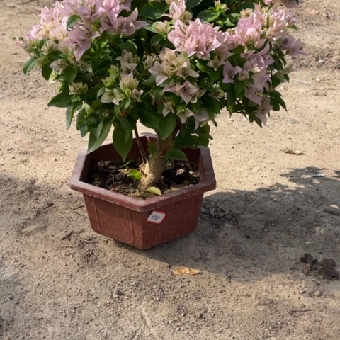 水*桃粉茉莉三角梅