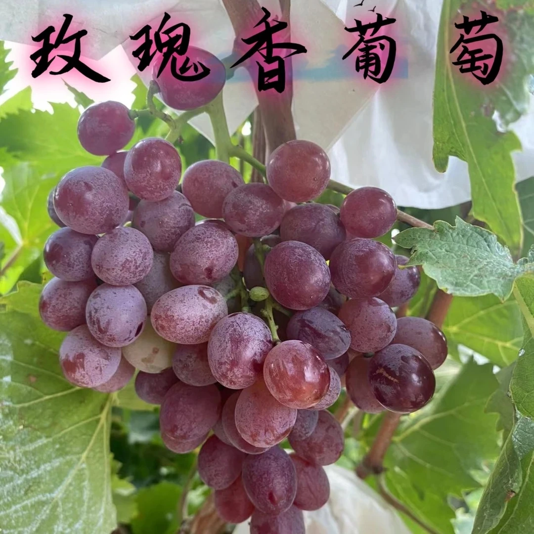 葡萄扦插苗裸根玫瑰香 巨峰 盆栽地栽青岛发货 不包活 包对版