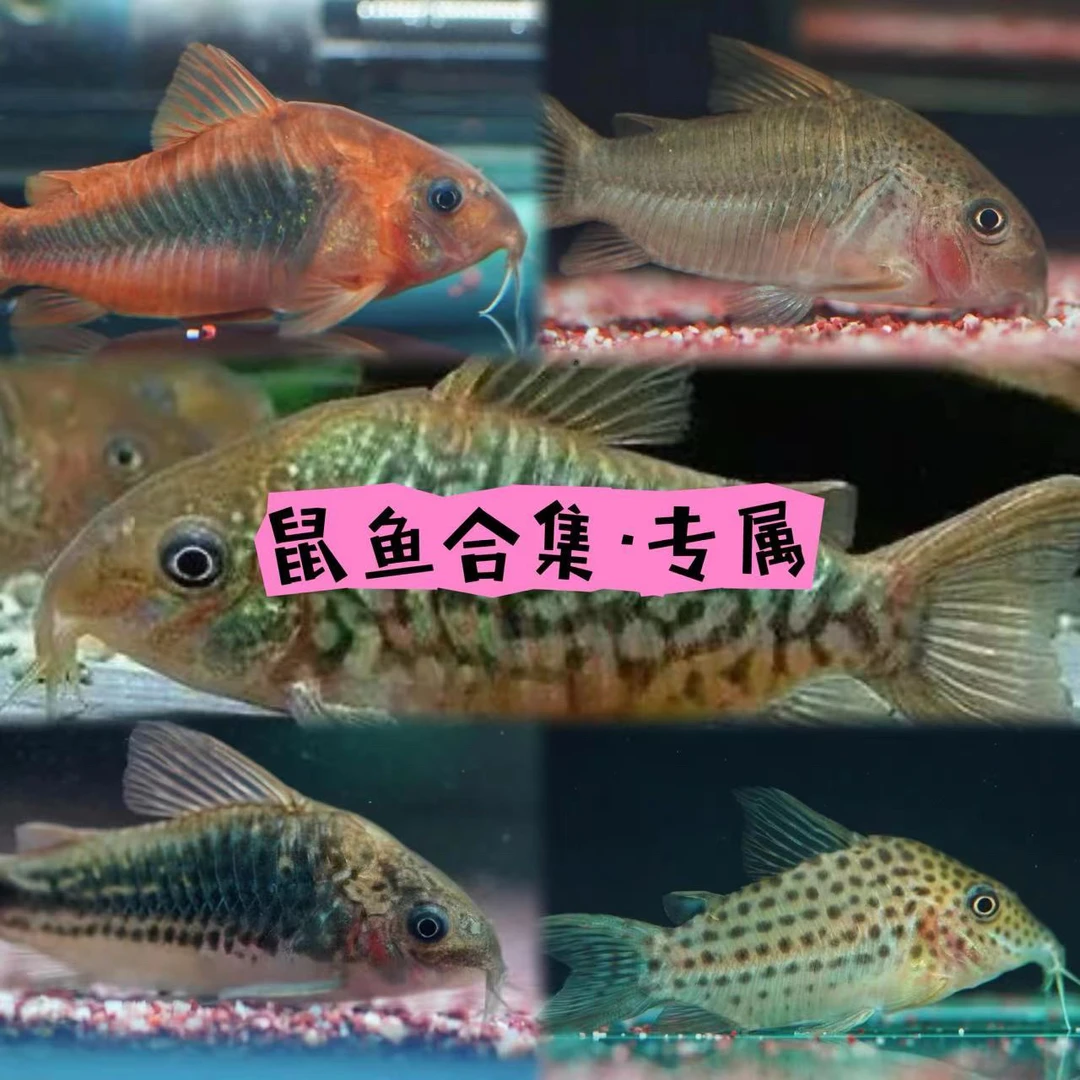 鼠鱼合集南美野生高端小型群游底栖活体顺丰包邮包损