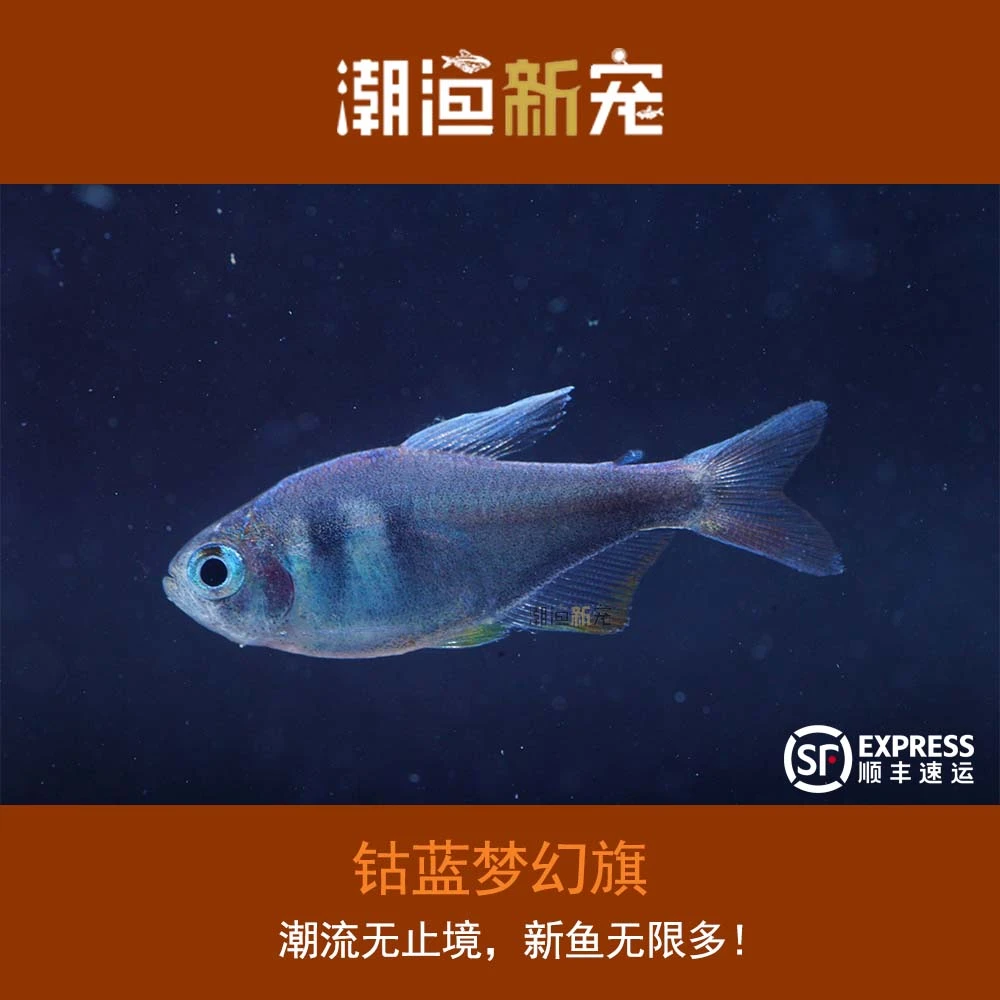 钴蓝梦幻旗   热带小型观赏鱼  顺丰包邮包损