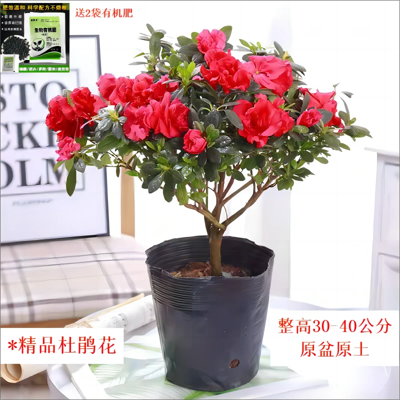 杜鹃花盆栽带花苞老桩室内外阳台四季开花植物好养易活绿植精选