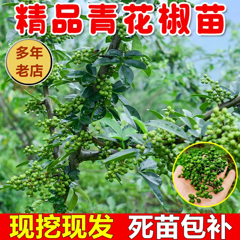 九叶青花椒苗树食用四川藤椒苗大红袍麻椒盆栽地栽果树苗挂结果快