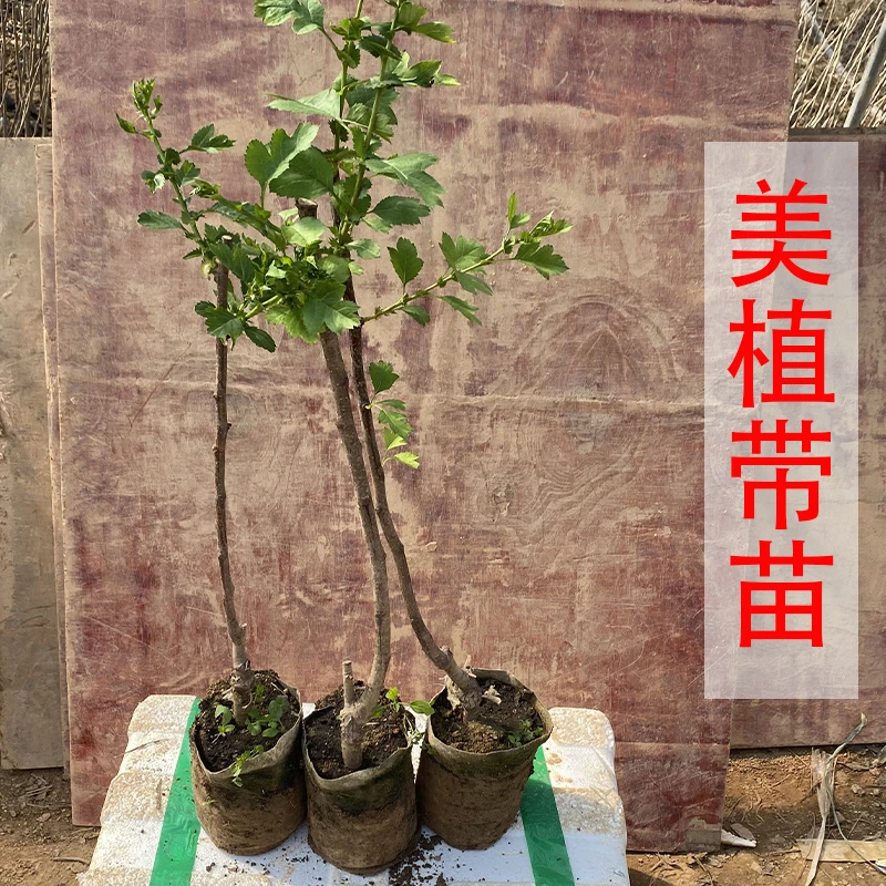 山楂苗果树苗适种盆栽地栽山种南北方种植果苗大金星山楂苗