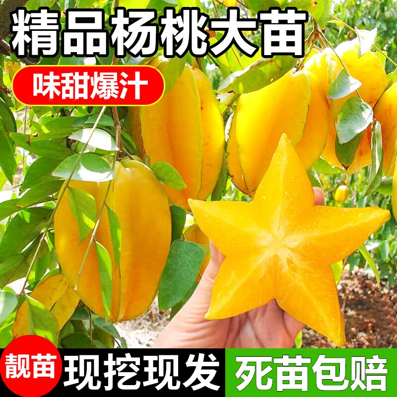 杨桃树果苗正宗嫁接四季常新鲜绿甜杨桃盆栽地栽南方庭院果树苗