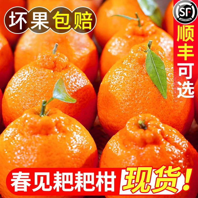 【产地直发】四川正宗橘子春见耙耙柑5-8斤新鲜应季孕妇水果爆汁桔