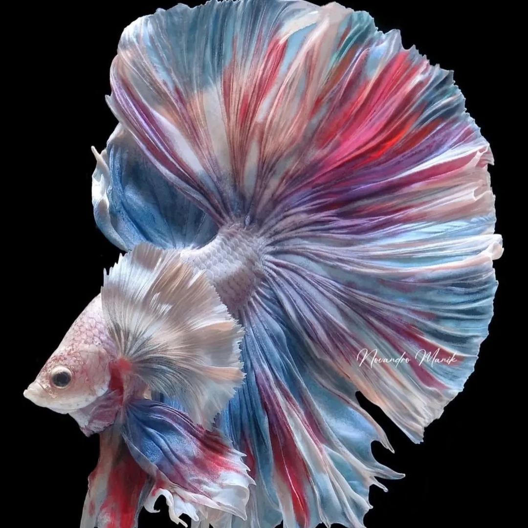 101-200号直播选鱼泰国精品斗鱼半月狮王观赏鱼活体五彩热带鱼